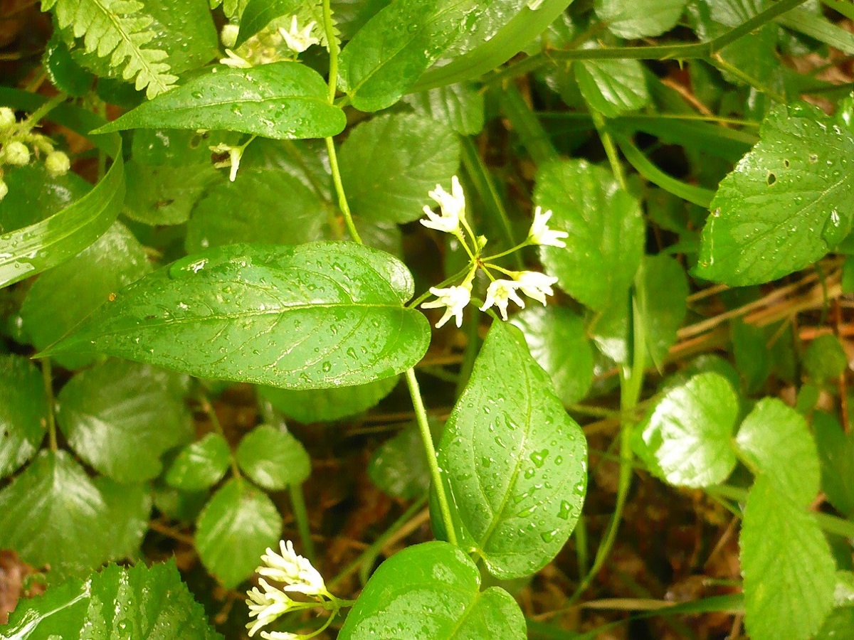 Vincetoxicum hirundinaria (Apocynaceae)